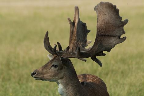 аленегадоўля развядзенне ланяў олении перапрацоўка