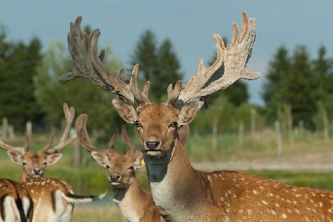 аленегадоўля развядзенне ланяў олении перапрацоўка