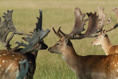 аленегадоўля развядзенне ланяў олении перапрацоўка