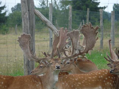 аленегадоўля развядзенне ланяў олении перапрацоўка