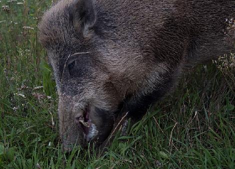 аленегадоўля развядзенне ланяў олении перапрацоўка