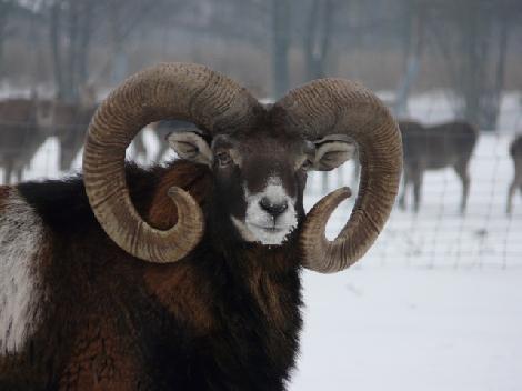 аленегадоўля развядзенне ланяў олении перапрацоўка