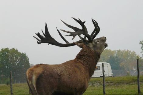 аленегадоўля развядзенне ланяў олении перапрацоўка