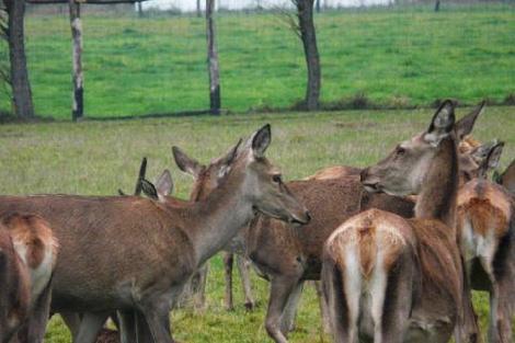 аленегадоўля развядзенне ланяў олении перапрацоўка