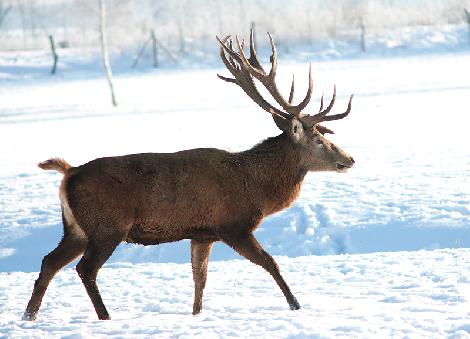 аленегадоўля развядзенне ланяў олении перапрацоўка