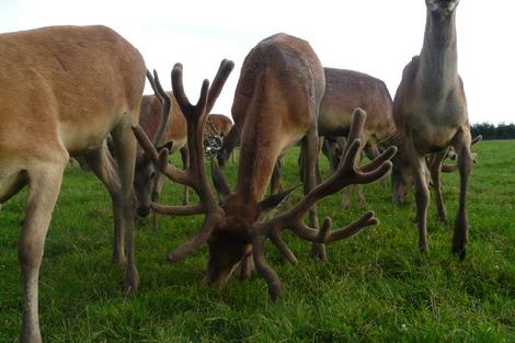 аленегадоўля развядзенне ланяў олении перапрацоўка