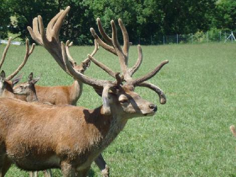 аленегадоўля развядзенне ланяў олении перапрацоўка