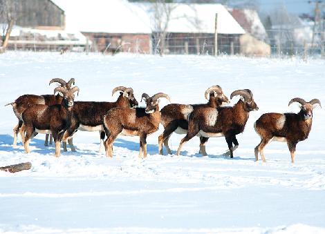 аленегадоўля развядзенне ланяў олении перапрацоўка